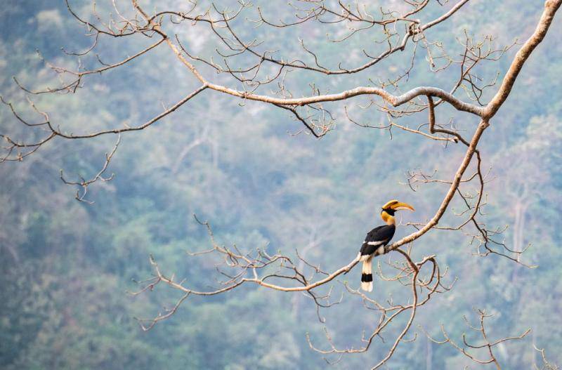 观鸟，不只是观鸟：云南绿水青山间的“新翅膀”