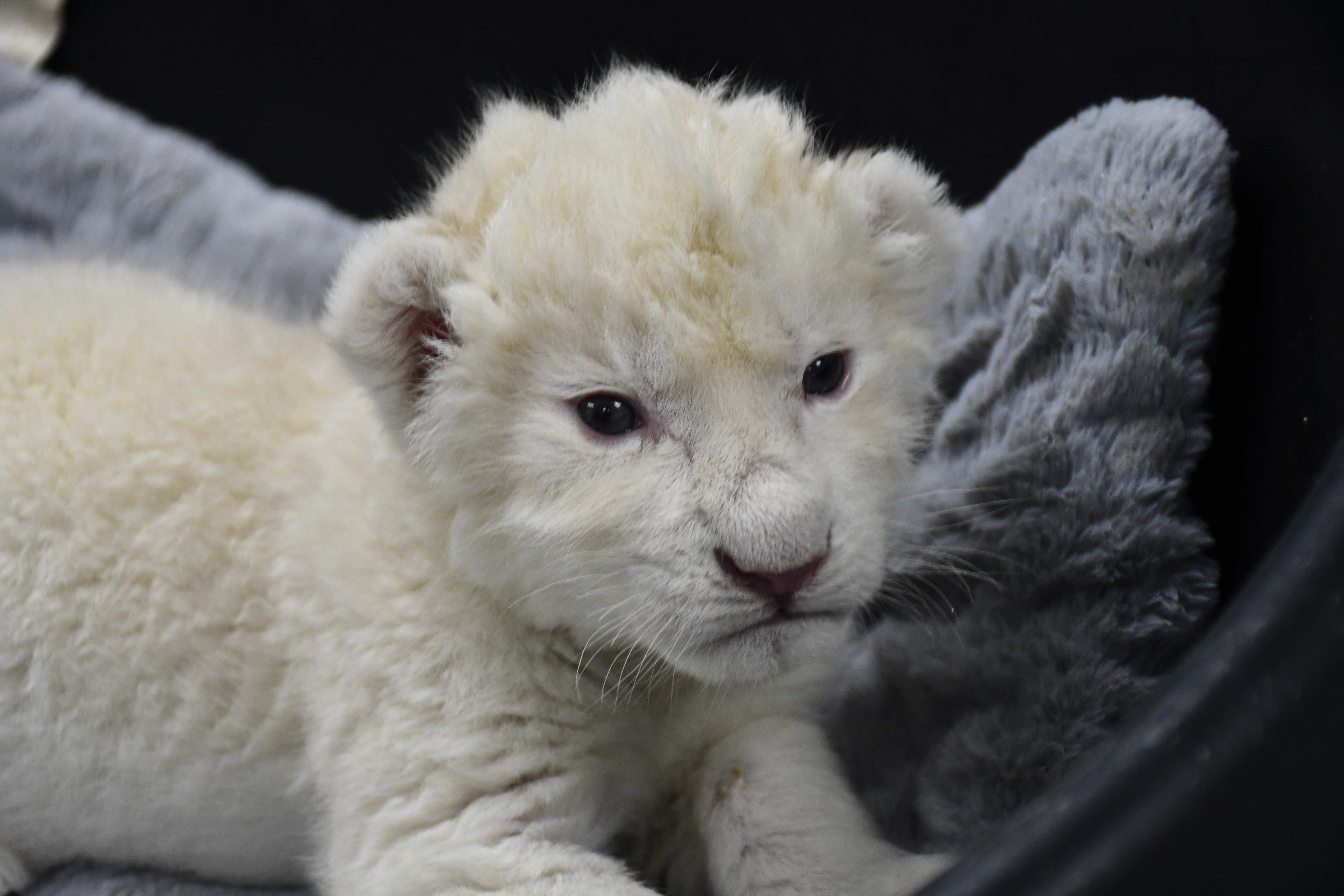 拉斯德利西亚斯动物园的白狮宝宝