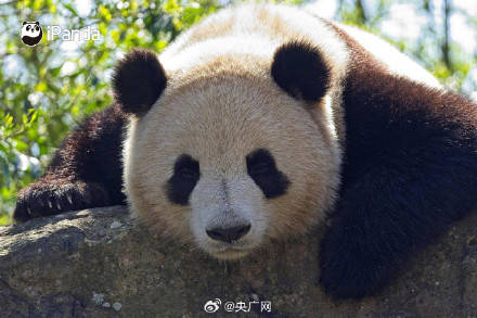 2027年新一对大熊猫将落户法国