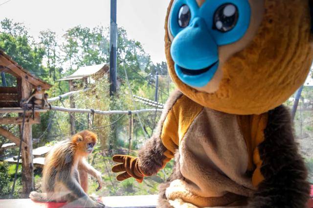 访华结束前,马克龙把熊猫弄到手了