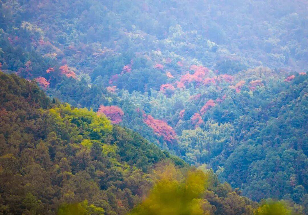 冬日,大足玉龙山国家森林公园,漫山遍野的彩叶交织成绚烂画卷,澄澈