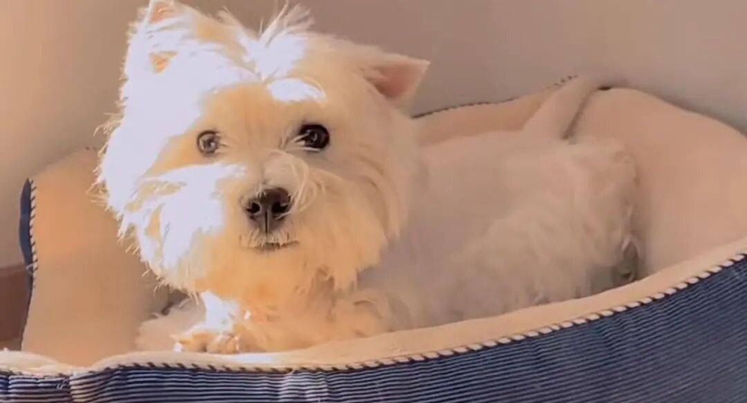 投毒致9条犬只惨死，狗主人追凶1000多天，张某华一审获刑4年！