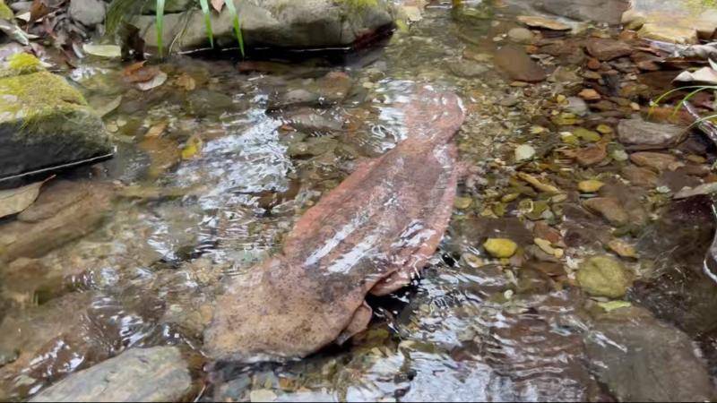 江西宜春：河道现16斤野生娃娃鱼 多方联动救助成功放生