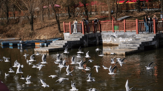 大批越冬候鸟飞抵贵州草海