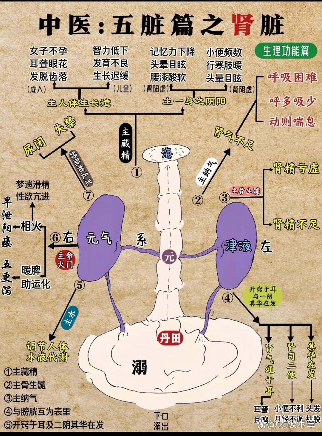 中医:一篇搞懂五脏篇之肾脏建议收藏!中医“肾脏”核心解读中医的“肾”并非西医解剖学概念,而是涵盖多系统功能的“先天之本” “生命之源”,核心可 ...