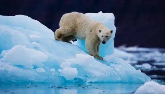 北极地表气温创125年最高值，北极熊发生基因突变：激活“跳跃基因”对抗海冰融化