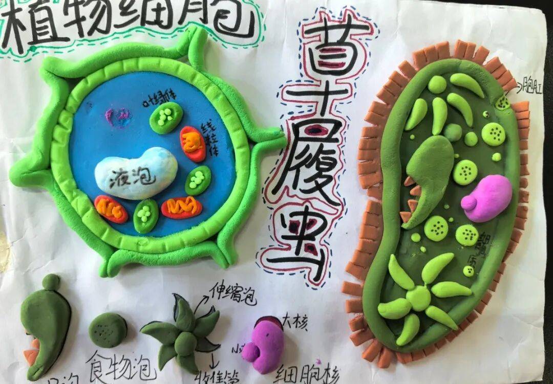 科学5-6年级（中文） - 复习旧试卷- Studocu, image size:1080x751