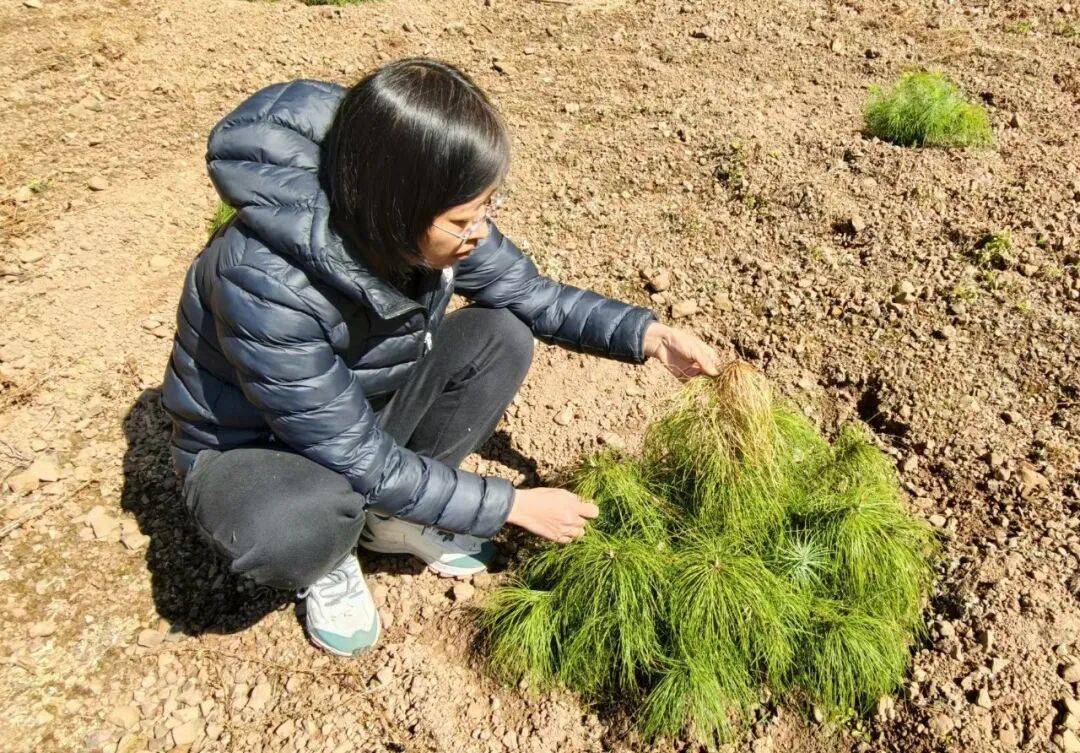 以匠心护绿植 以坚守赴使命——记“最美自然守护者”胡艳萍_监测_植株_物种