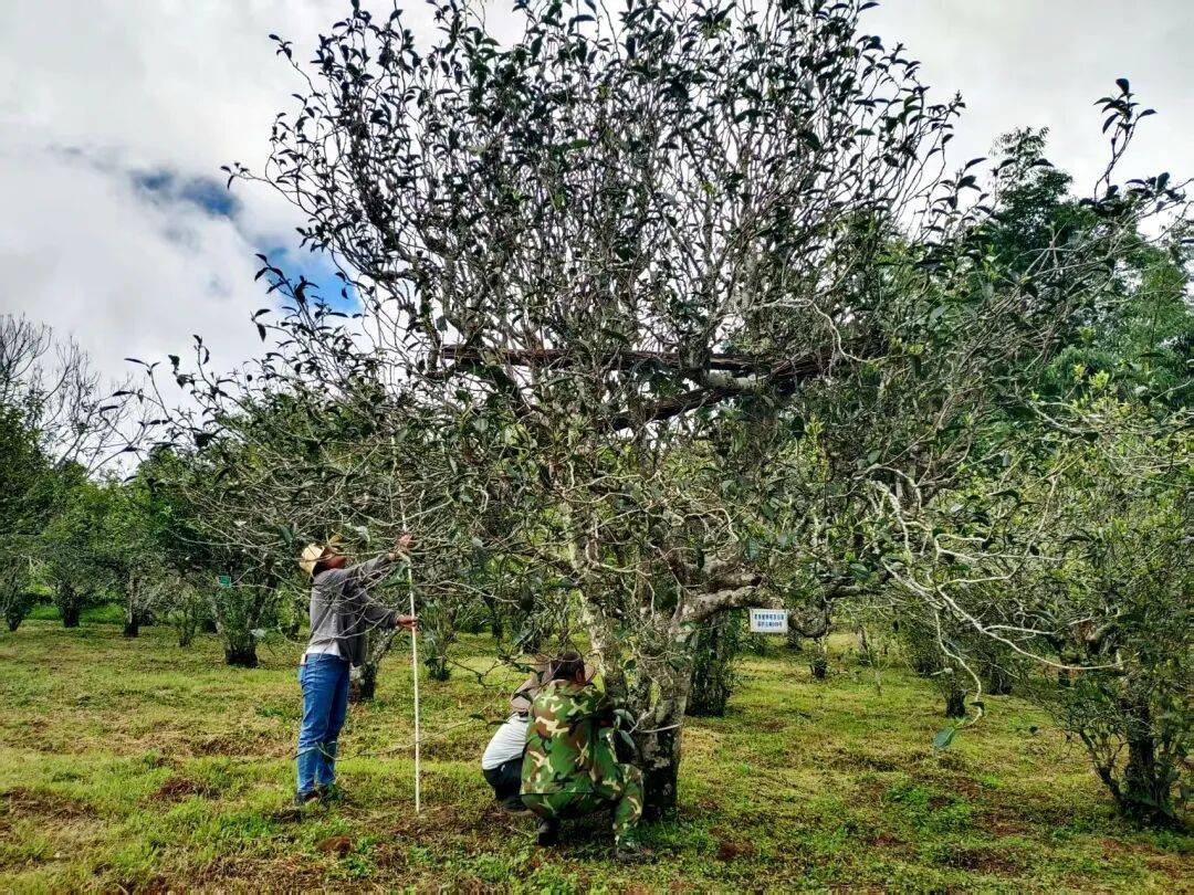 乐鱼电子官网【白韵重生】景谷民乐：摸清秧塔古树茶“家底” 夯实景谷了解茶发扬根柢