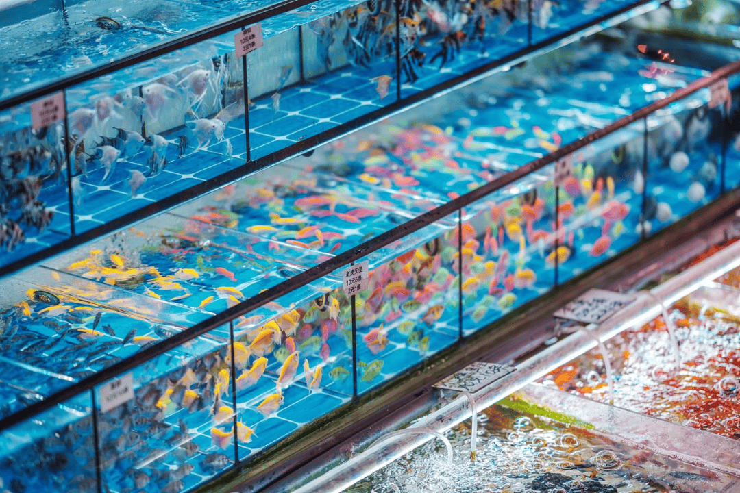 一尾鱼一座城！百年产业与千年商都的双向奔赴虎牙直播_NBA直播_足球篮球英超欧洲杯高清体育赛事