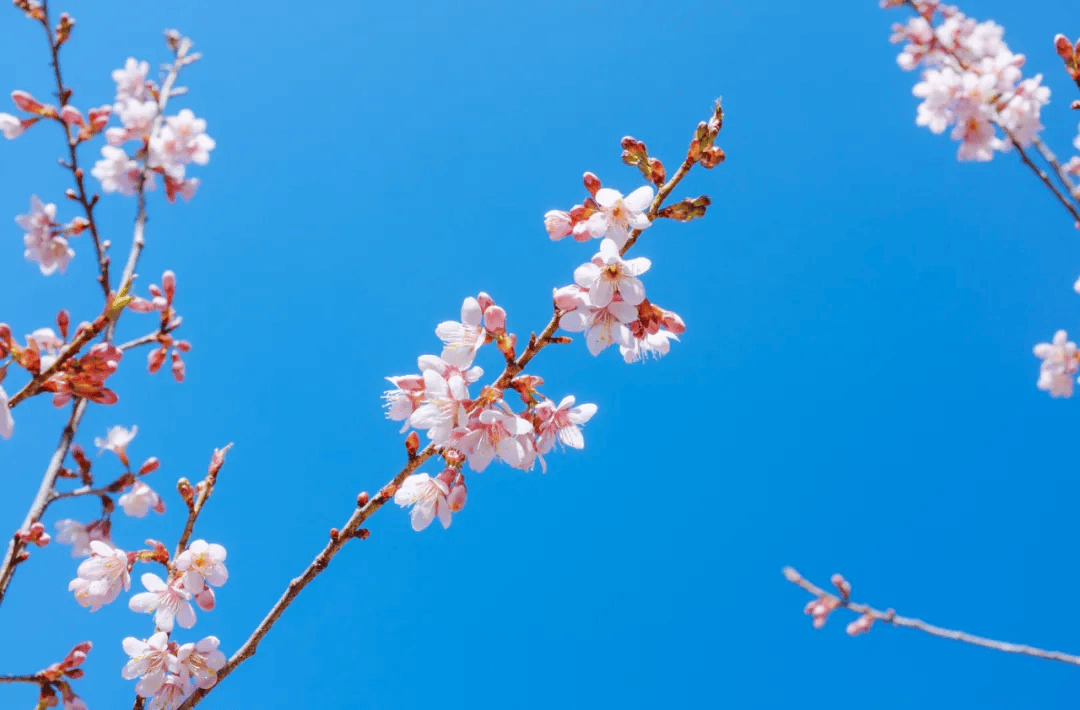 又是大姚冬樱盛开时..._樱花_寒风_花瓣