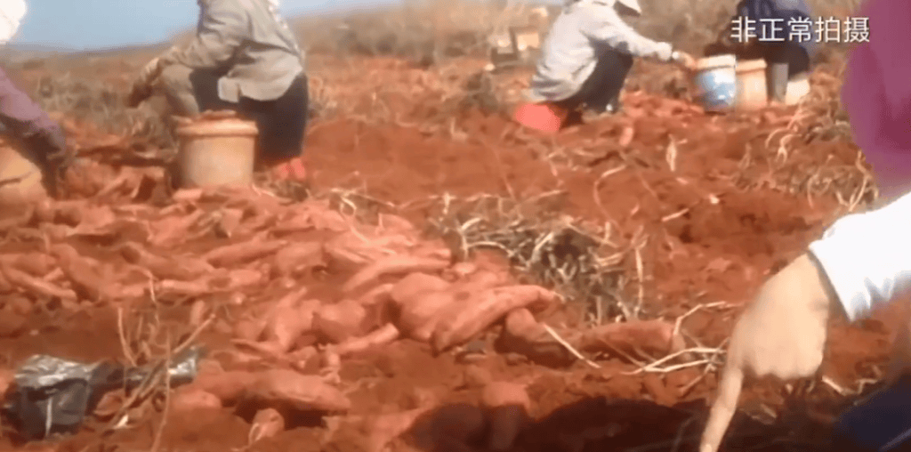 云南建水县回应薯农使用禁用高毒农药种植红薯：已成立联合调查组