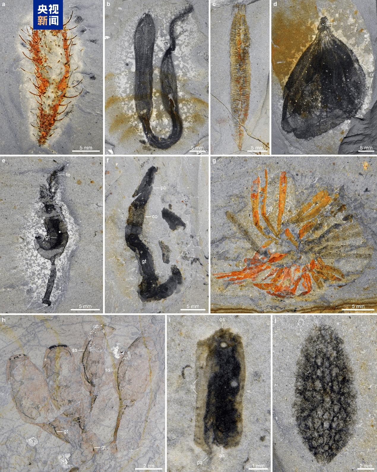 花垣生物群化石为揭示5亿年前生物大灭绝提供关键证据