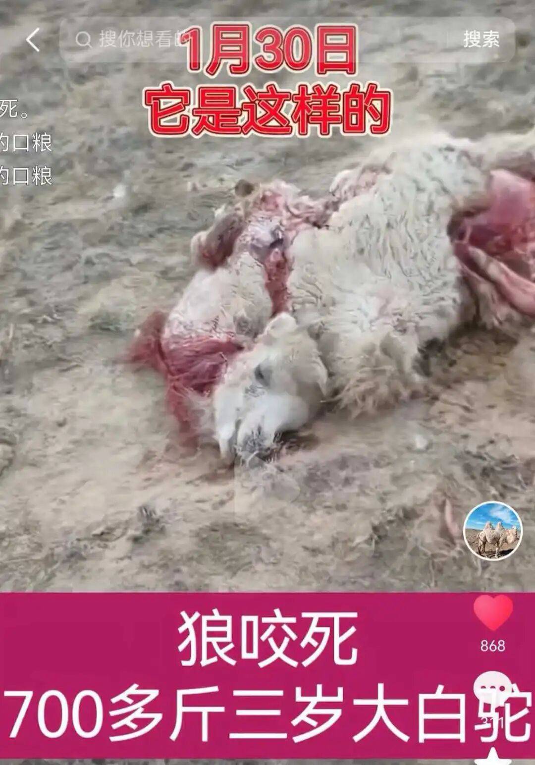 【回应】3年损失16万，牧民称22头骆驼被狼咬死，当地回应_石女士_查干哈达苏木_嘎查