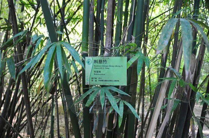 重庆发布31个林业优势产业树(竹)种_品种_发展_种植