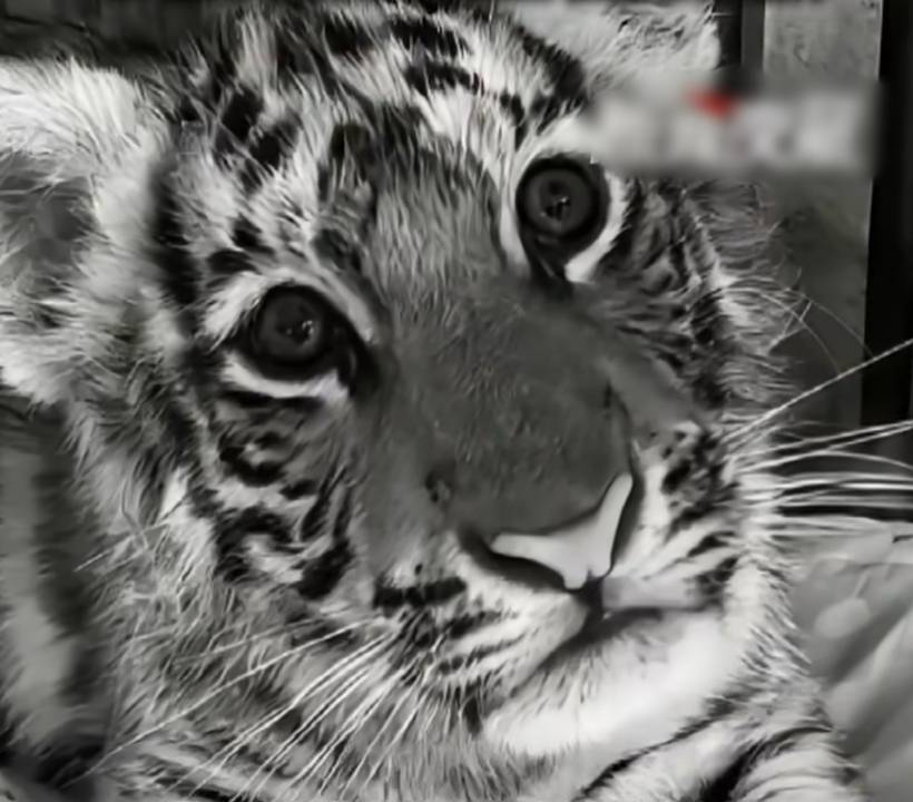 动物园隐瞒网红小老虎死讯，用录屏冒充直播欺骗粉丝打赏！多部门介入调查