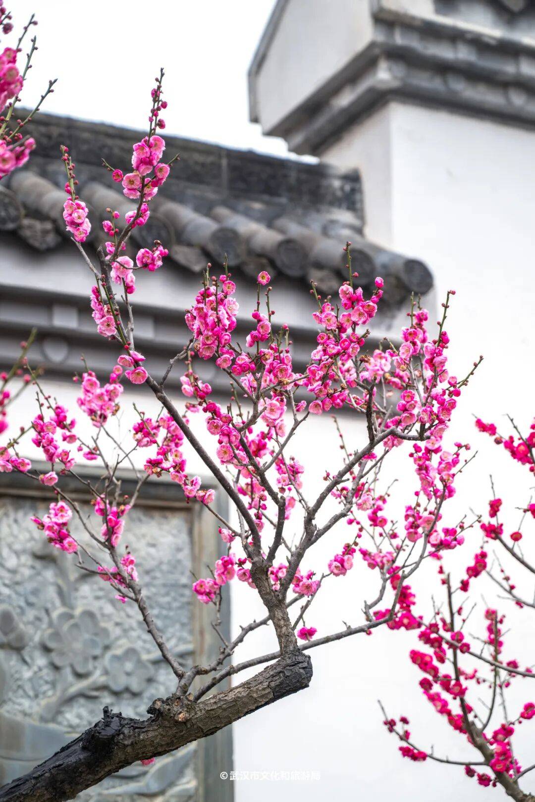 真梅花_黄鹤楼_交通