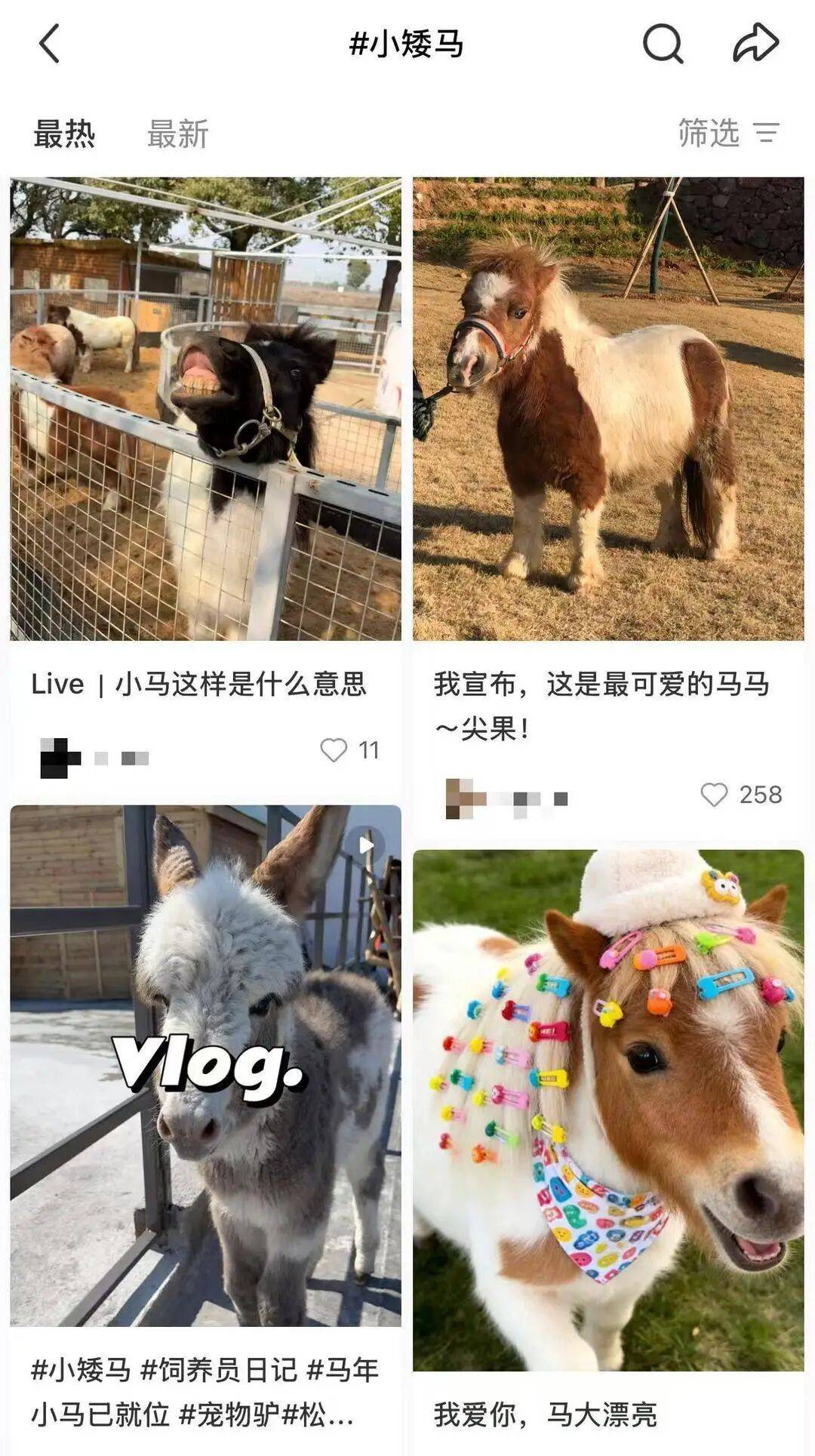 图片[4]-“马年养马”成热潮！网红小矮马成新晋萌宠，有卖家称“一天能卖出二三十匹” -华闻时空