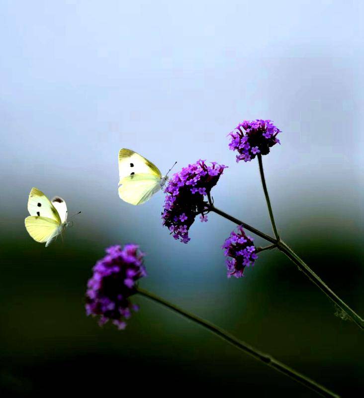 马尾松、马铃薯、马齿苋……盘点植物世界里的“马氏家族”