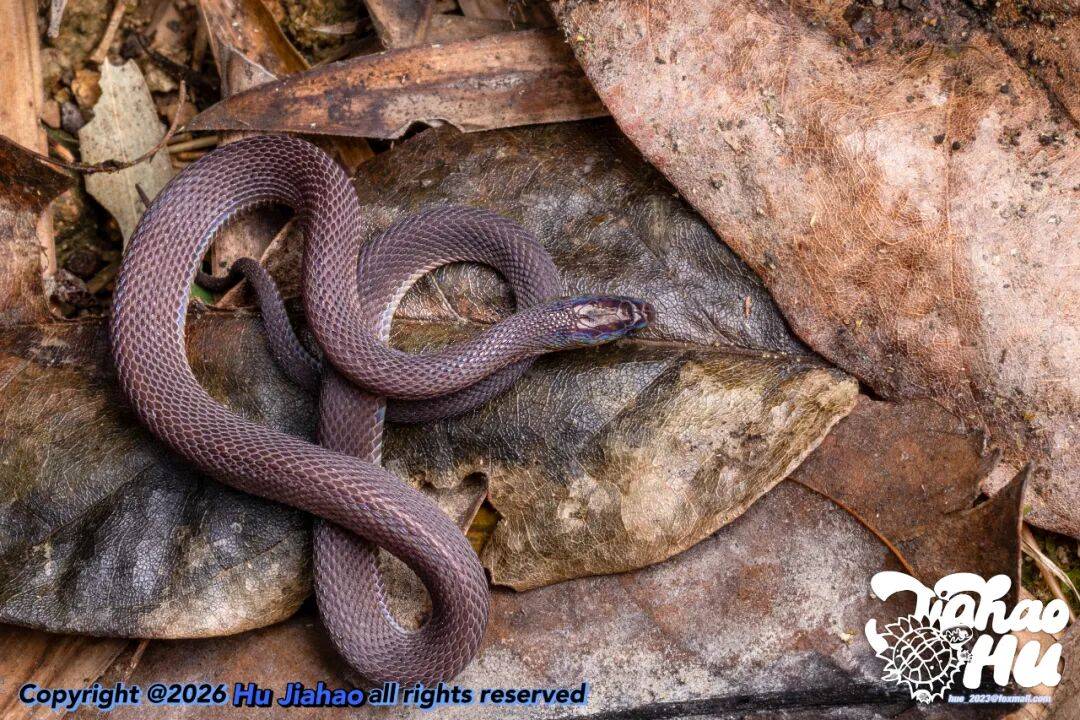 17岁高中生发现新物种括苍山脊蛇，与他人联合发文登上SCI，当事人回应：父母都是普通人，全凭热爱坚持