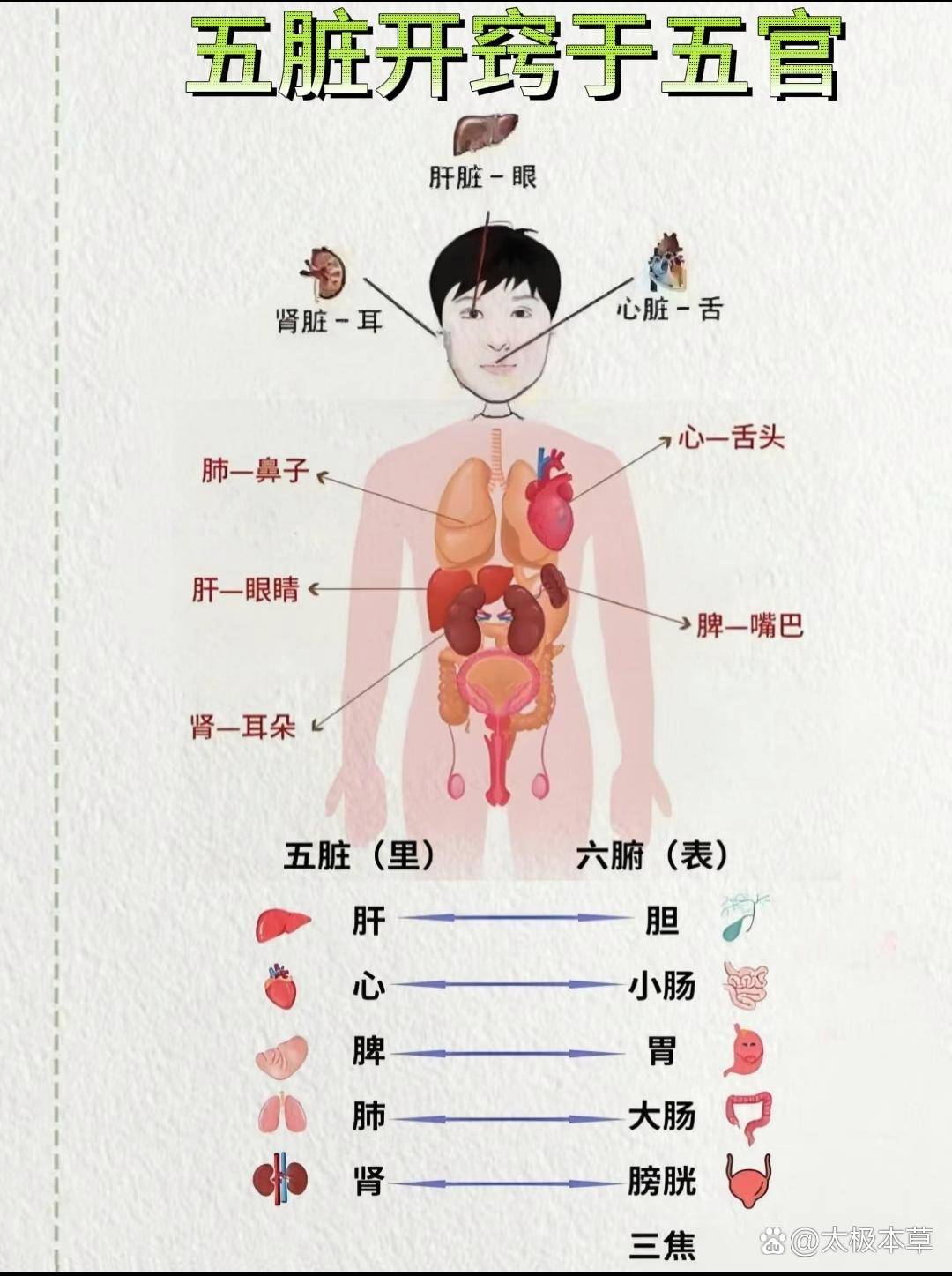 五脏开窍于五官,五脏连属关系,五官表现 《灵枢·五阅五使》提出:“鼻者肺之官也;目者肝之官也;口唇者脾之官也;舌者心之官也;耳者肾之官也 ...