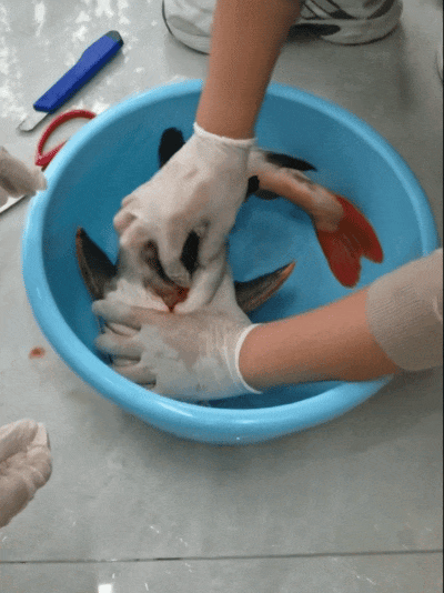 大鱼吞下乌龟快被撑死，主人“剖腹救龟”，取出后乌龟还活着