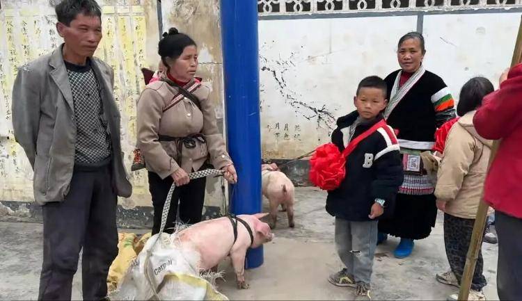 贵州山村小学24名学生获奖小猪，抓阄分配现场牵走