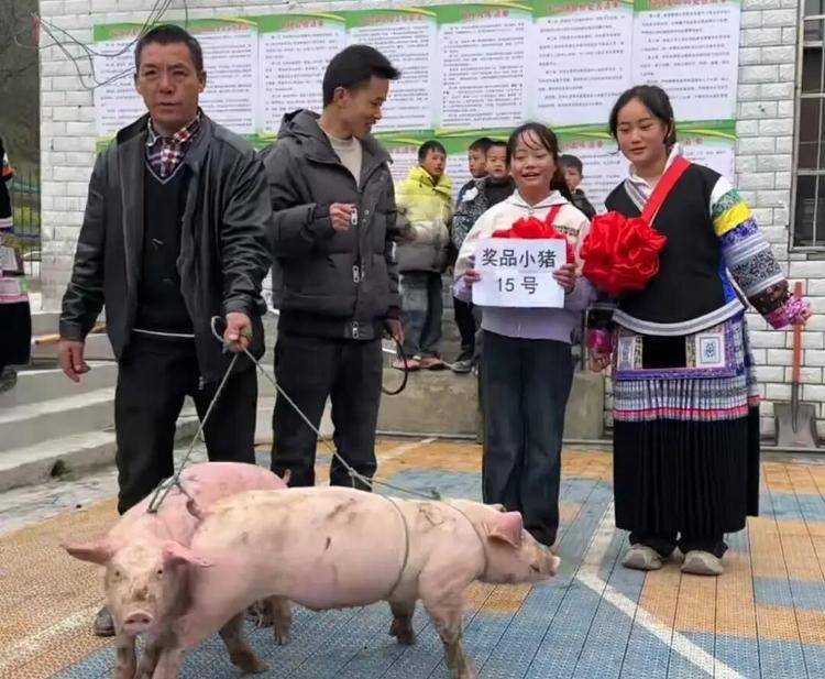 贵州山村小学24名学生获奖小猪，抓阄分配现场牵走