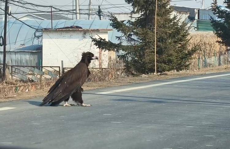 珲春一国道现“巨鸟”过马路，目击者称有近一米高，当地：是只秃鹫，开春时出来觅食