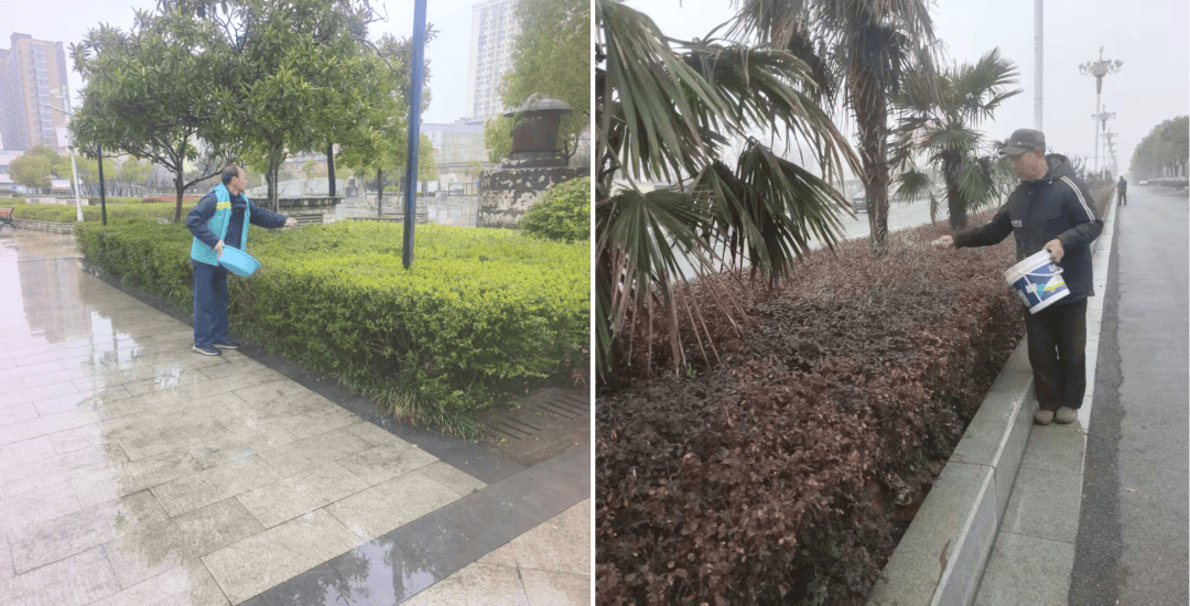 小绿化苗木图片高清
