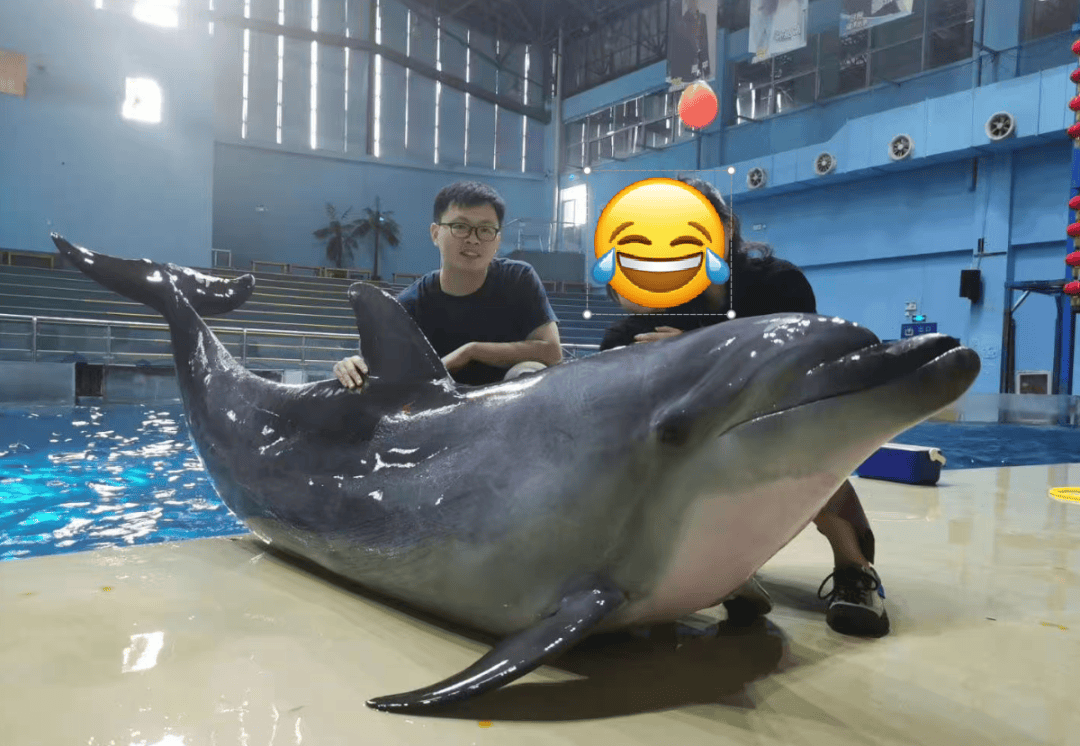 海豚疯狂的繁殖行为！它们和人类一样，不以生育为目的进行性行为_动物_后代_物种
