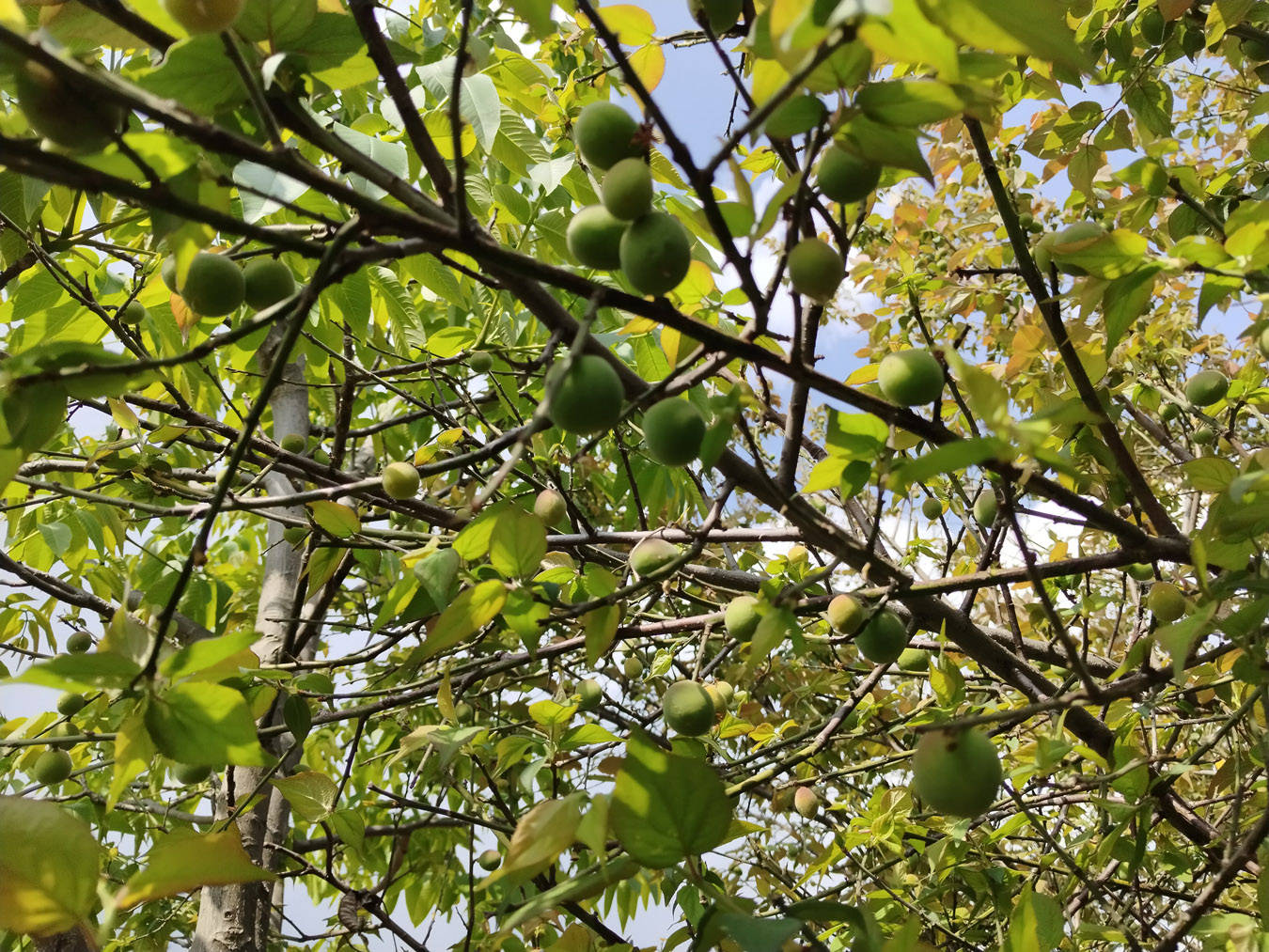 一口“咬”住春天！保山隆阳板桥青梅上市，蘸着胡辣子吃才够爽够味