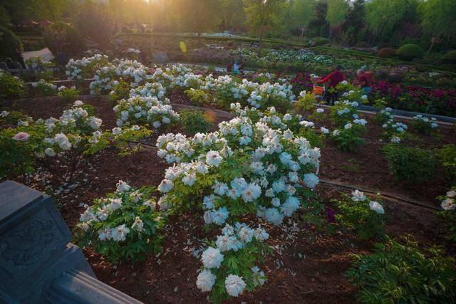 洛阳惊现千万分之一奇迹！这株并蒂彩票平台- 彩票网站- APP下载 【官网推荐】