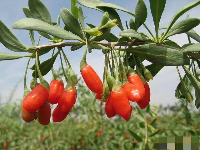 枸杞和它搭配,效果加倍!_功效_眼睛_菊花