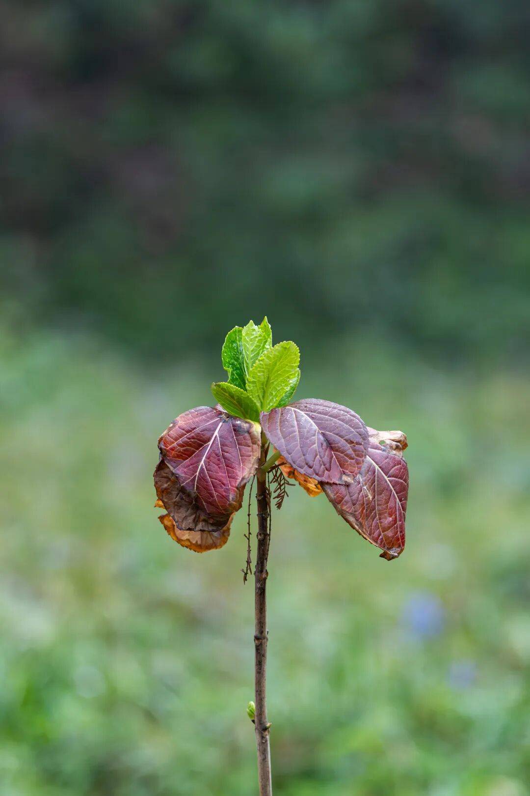 鹅肠草花