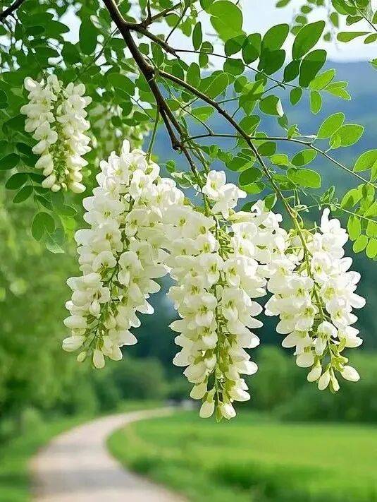 药食同源——槐花