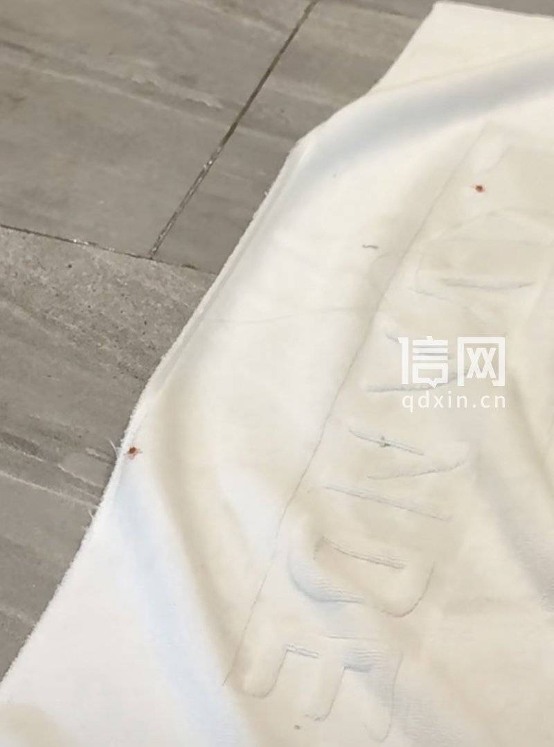 广东佛山一丽枫酒店房间内现大量红褐色虫子 专业人士判断系床虱