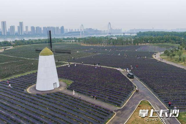 长沙版“普罗旺斯”来了！28万平米紫色花海等你打卡丨组图