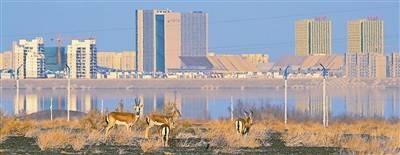 克拉瑪依：改善城市環(huán)境 提升生物多樣性海報(bào)