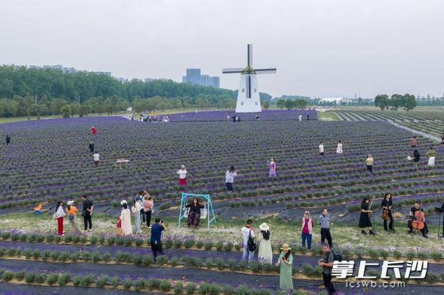 长沙版“普罗旺斯”来了！28万平米紫色花海等你打卡丨组图