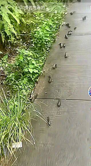 廣西一地暴雨后，大量魚兒在水泥路上跳躍“趕路”，相關部門：系野生過山鯽魚，是正常自然現象；網友：還懂得靠右行駛海報