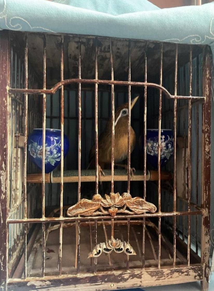 收养爷爷留下的画眉鸟，我怎么就违法了？上海多个养鸟户被罚，只因……