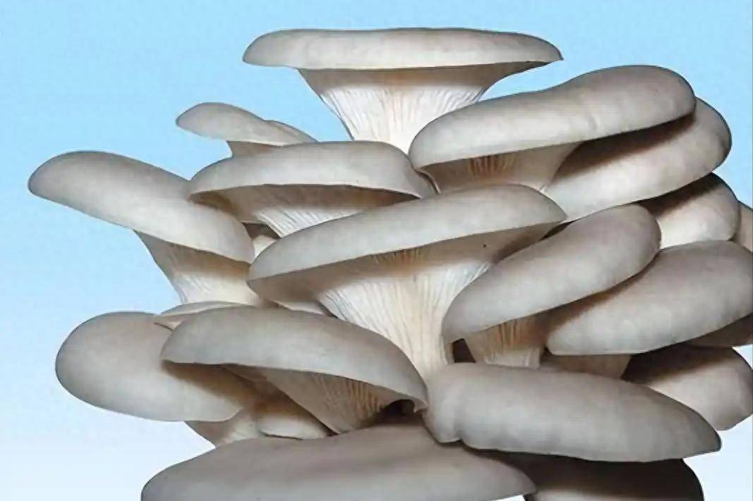 原创            平菇再次成瞩目！医生发现：肿瘤患者吃平菇，不过多久或4有改善