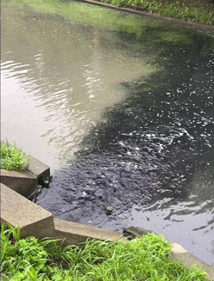 上海一排水口持续排出大量黑色液体直排河道 环境局:在核查(图1) 文章配图-1