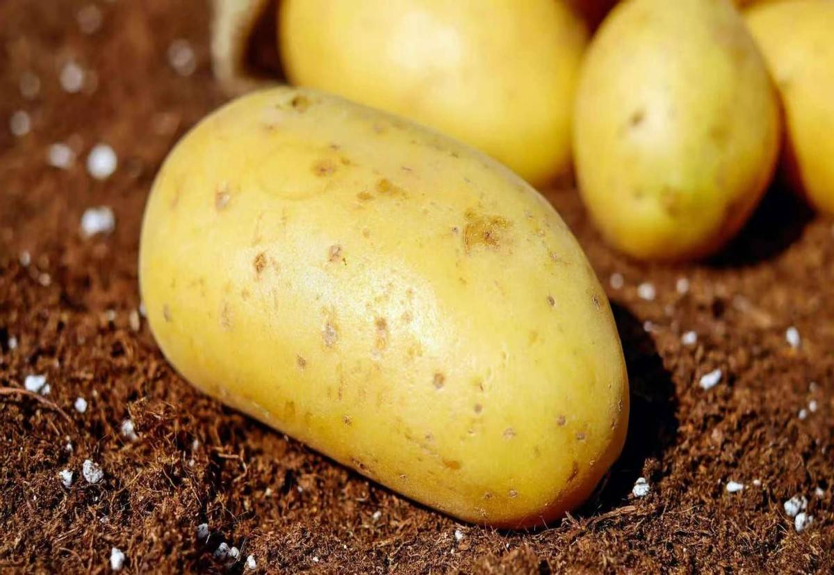 原创            土豆再次成为关注对象！医生发现：吃土豆时，一定要多注意这几点