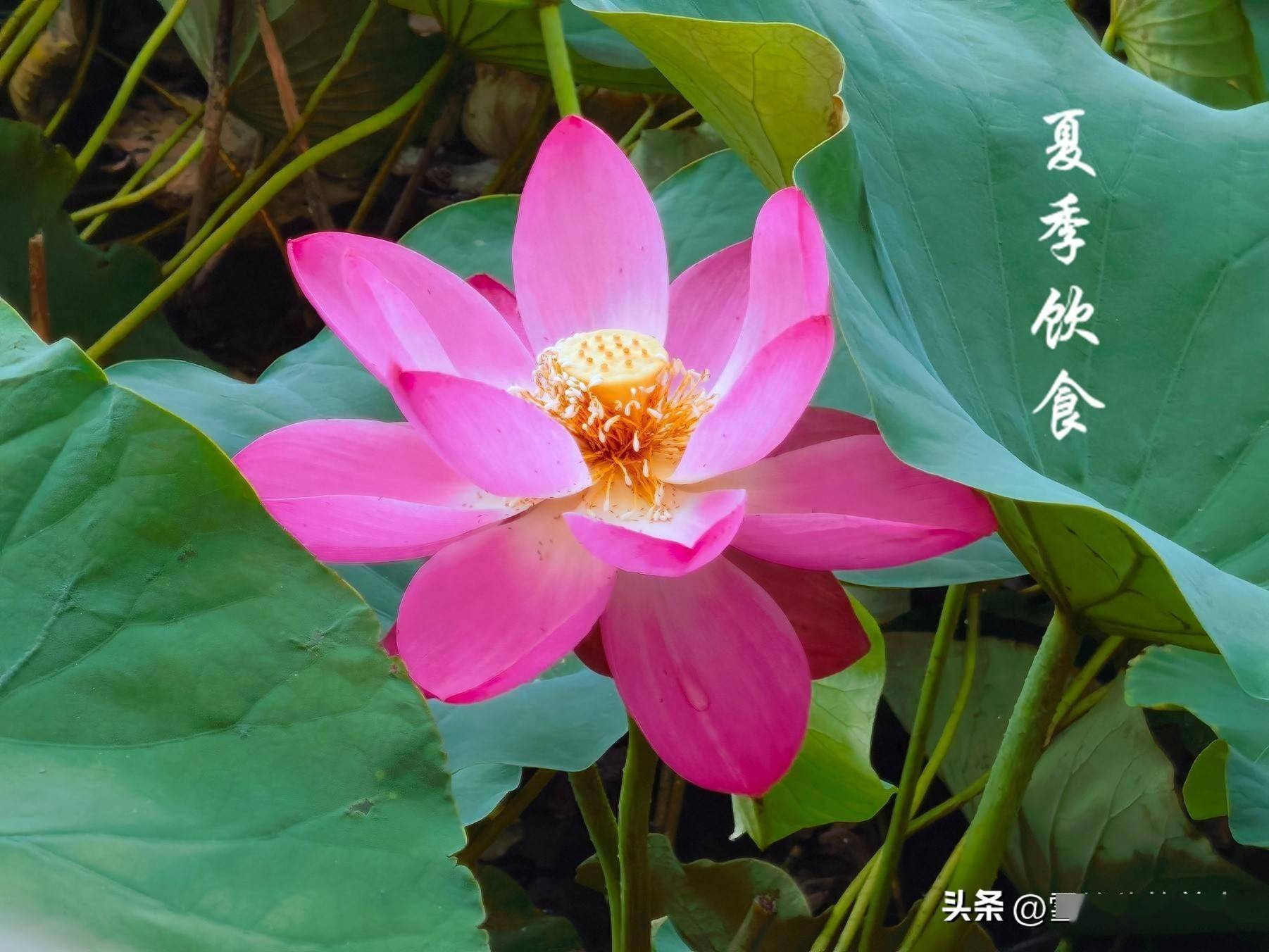 6月，天气炎热记得多吃这4样，清热祛湿养心解暑，安康平稳度夏！