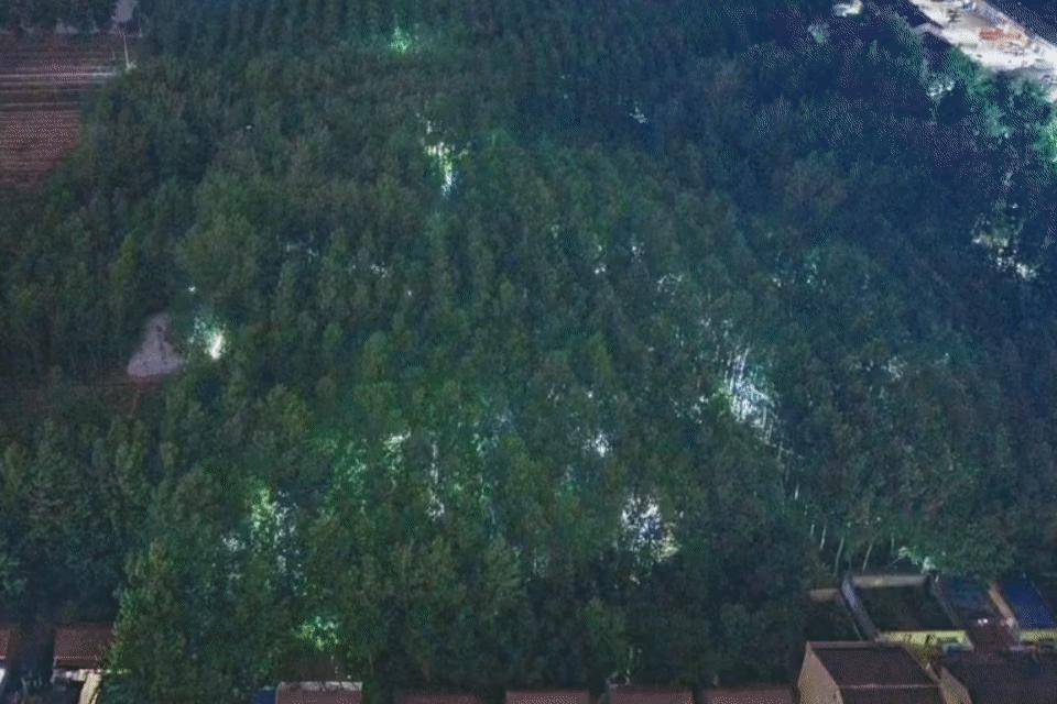 江苏沭阳逮“知了猴”夜景航拍视频出圈，有人一晚能逮两三百只，当地金蝉加工企业称一年能赚40万元