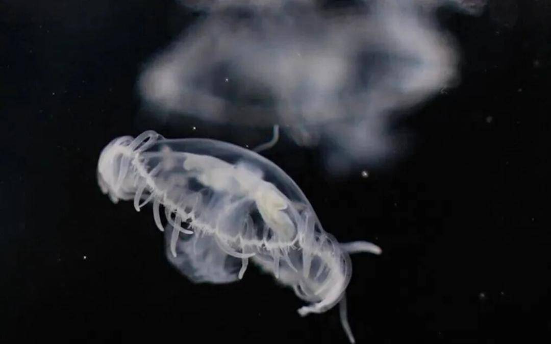 5亿年前的“桃花水母”现身达州开江！被称为“水中大熊猫”_搜狐网