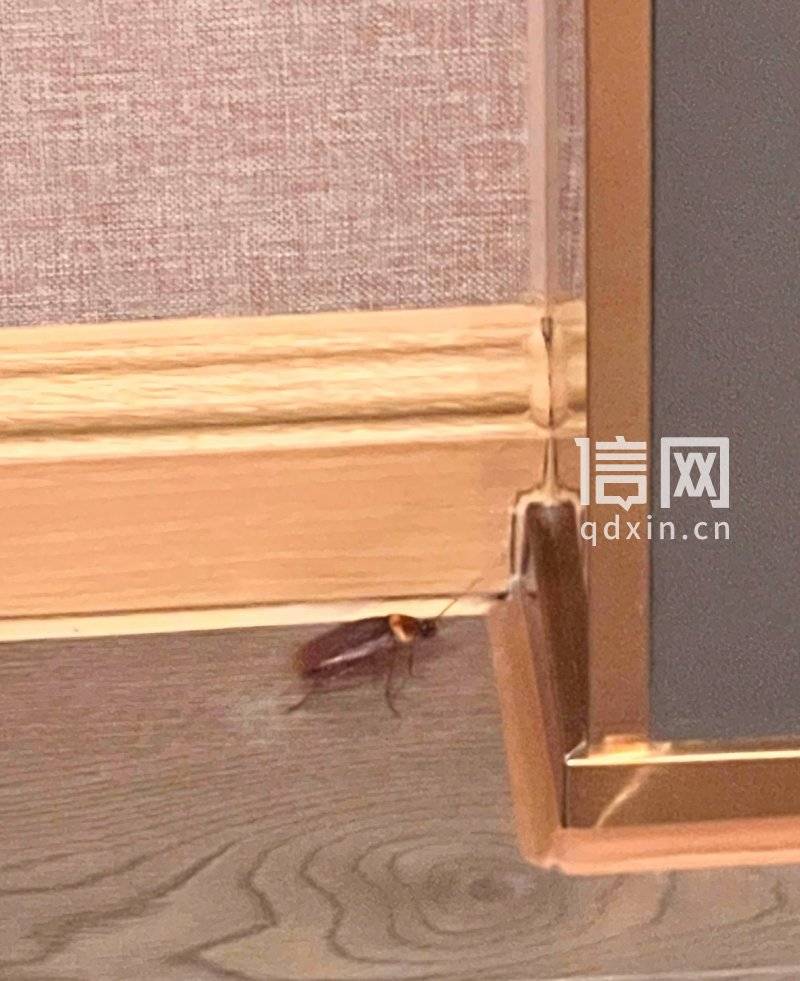 亚朵酒店客房发现活蟑螂:半个小拇指长不断爬行 酒店未回应(图2) 文章配图-1