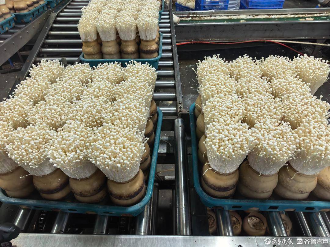 国产唯一自有研发菌种，德州天衢新区这家企业的金针菇不一般
